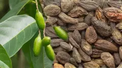 Kara Halile – Can Baharat